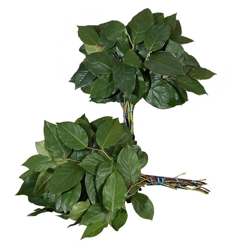 Cutgreens Salal Tips (GAULTHERIA)