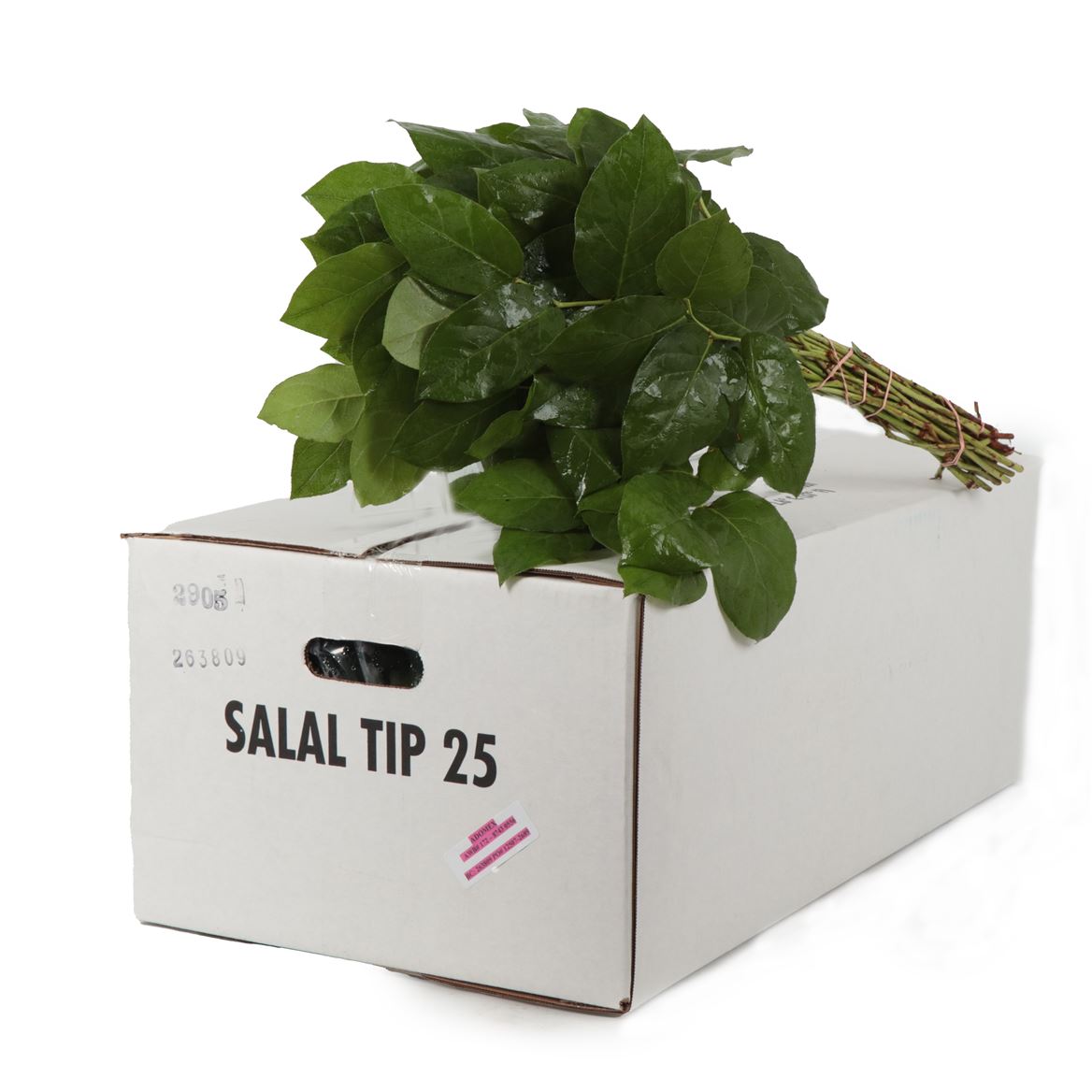 Cutgreens Salal Tips (GAULTHERIA)