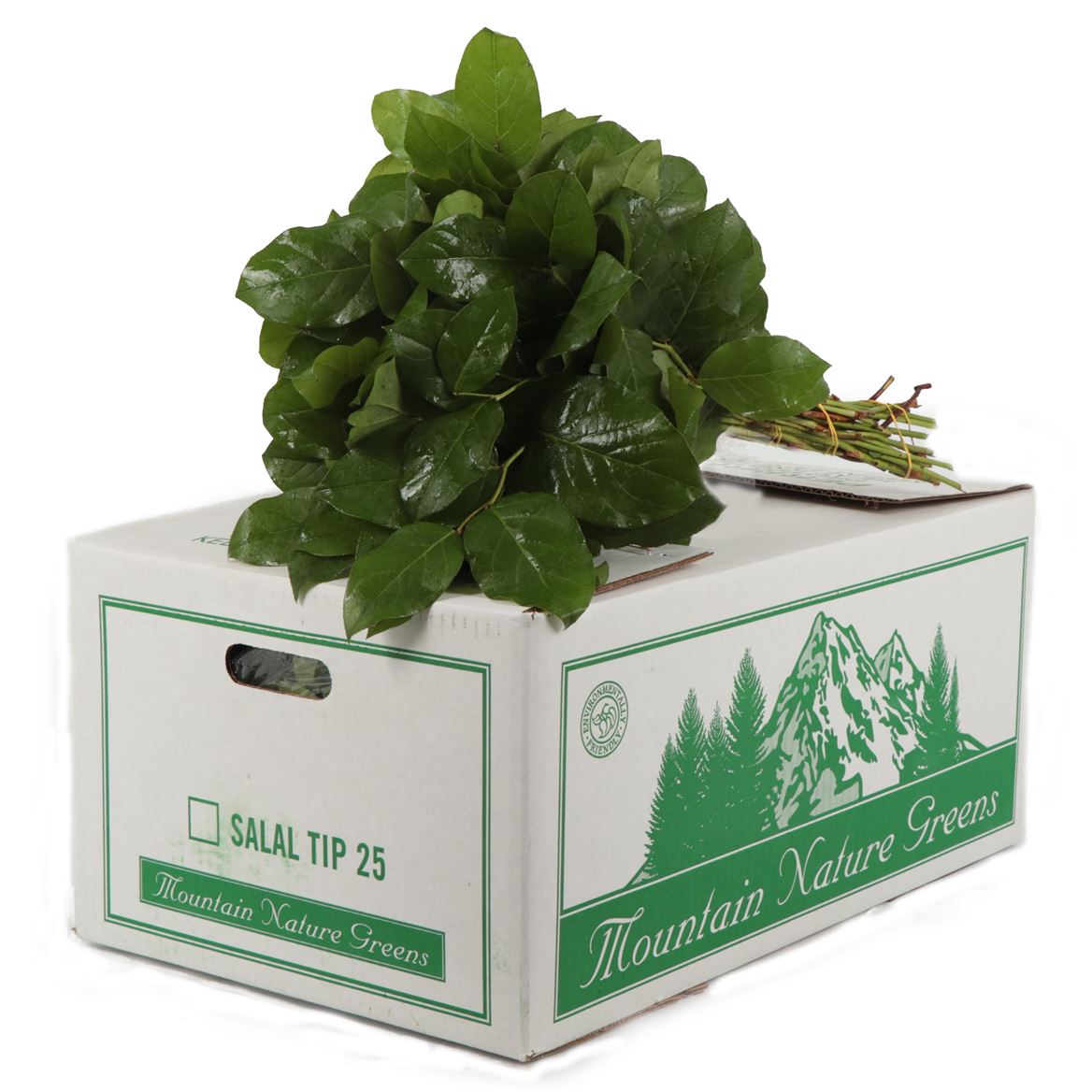 Cutgreens Salal Tips (GAULTHERIA)