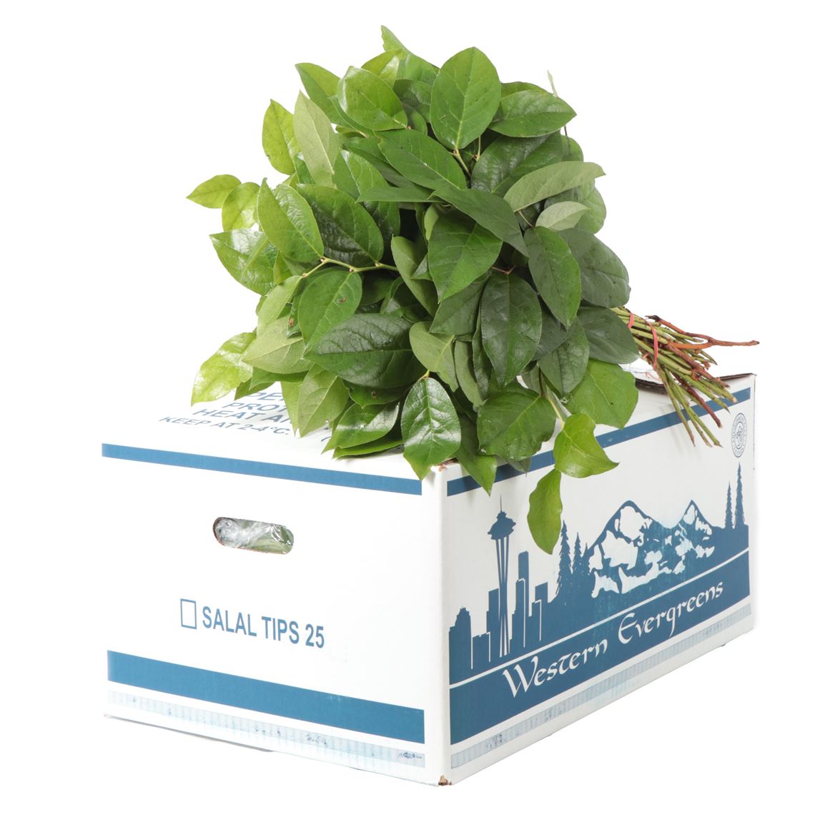 Cutgreens Salal Tips (GAULTHERIA)