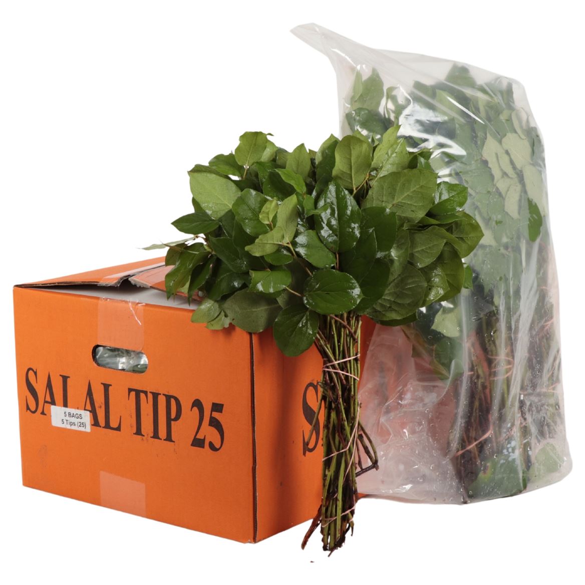 Cutgreens Salal Tips (GAULTHERIA)