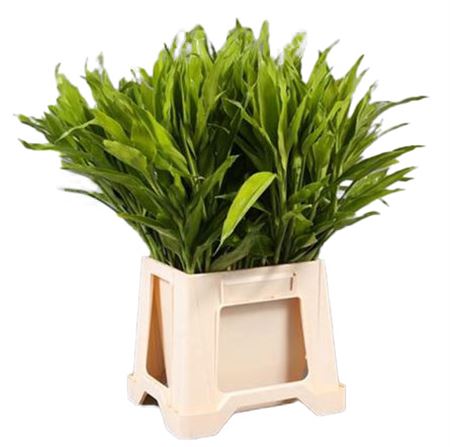 Dracaena Fr Lemon Lime 50cm