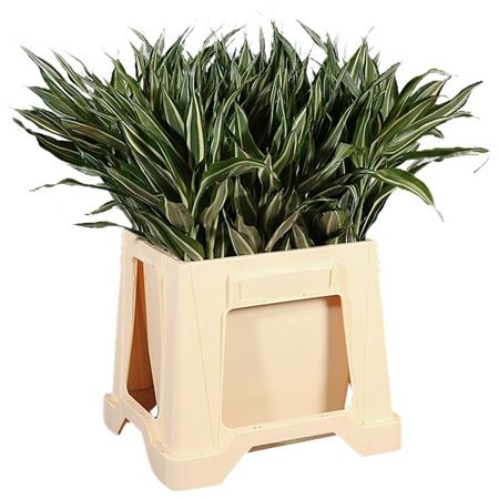 Dracaena Sanderiana Victory 50cm