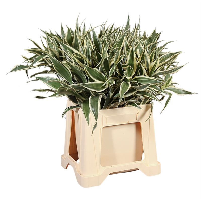Dracaena Sanderiana 50cm