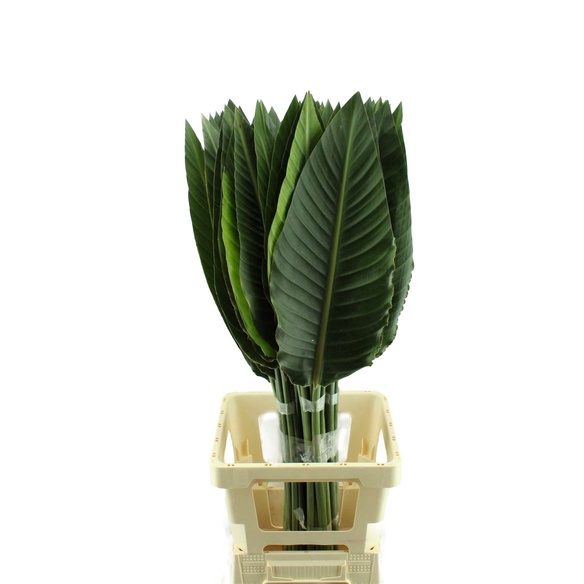 Strelitzia Leaves 100cm