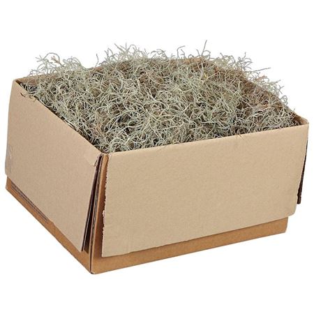 Till Usneoides Super Fine