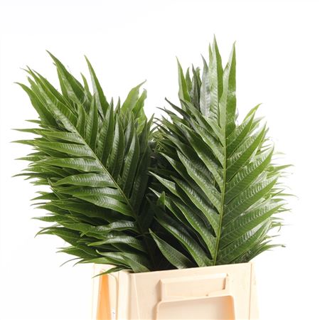 Aglaomorpha Jim OVZE