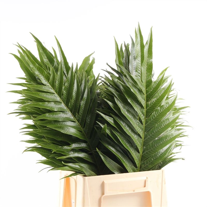 Various Greenery 50cm