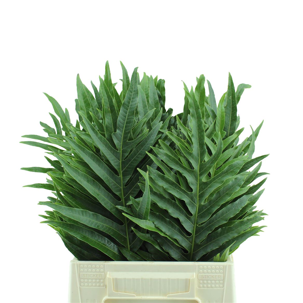 Various Greenery 50cm