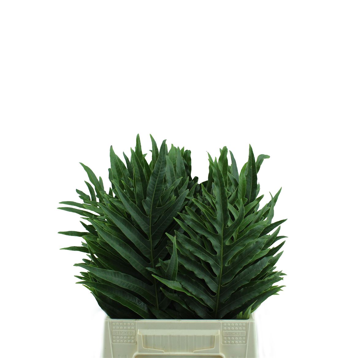 Various Greenery 45cm