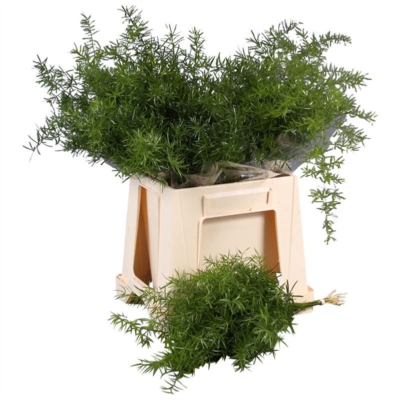 Asparagus Dens Sprengeri 50cm