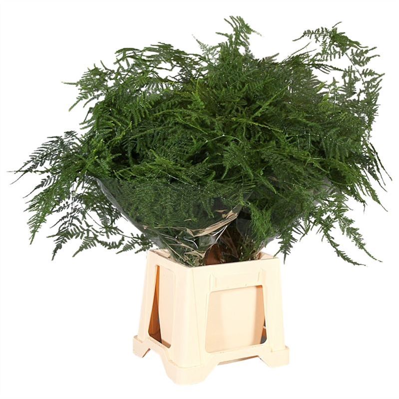 Asparagus Setaceus Green 70cm