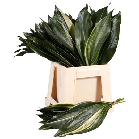 Aspidistra Variagated 50cm