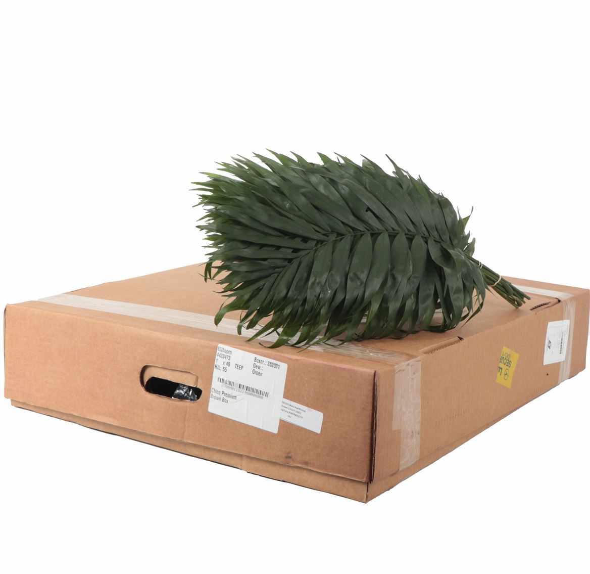Chamaedorea Chicoblad Bs 50cm