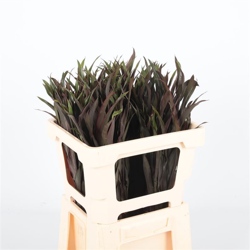 Cordyline Purple Com 50cm
