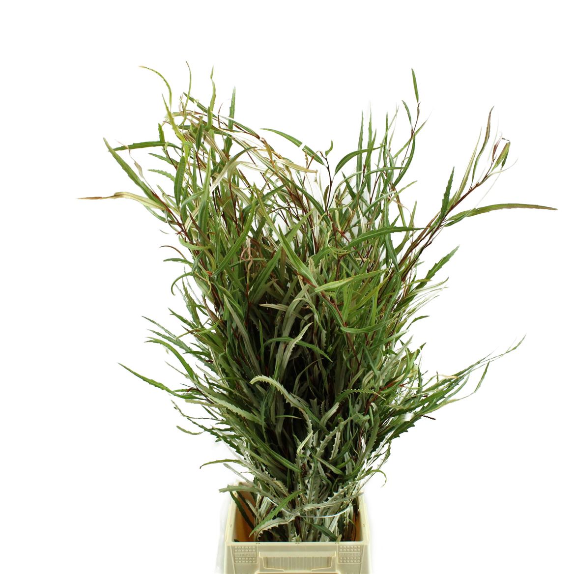 Grevillea Asplenifolia 70cm 200gram