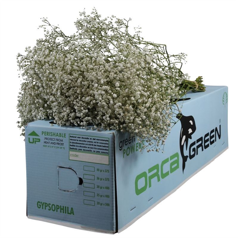 Gypsophila Xlence White 80cm 40gram