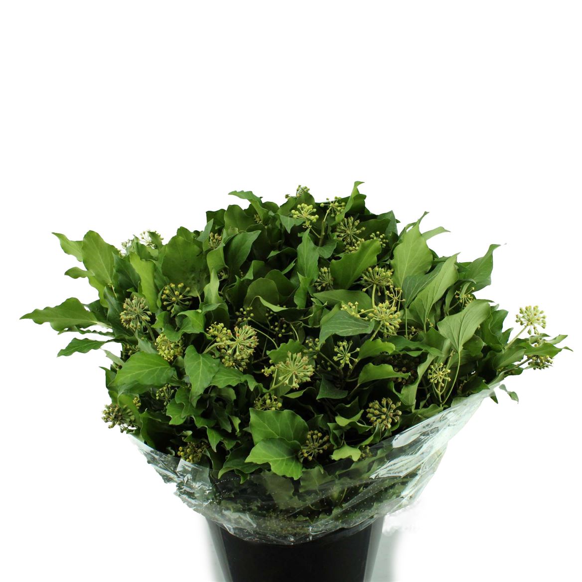 Hedera Met Bes P Bnch 50cm 400gram