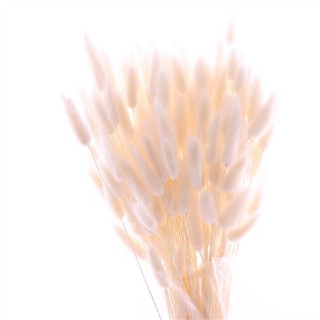 Lagurus Gebleekt DROO