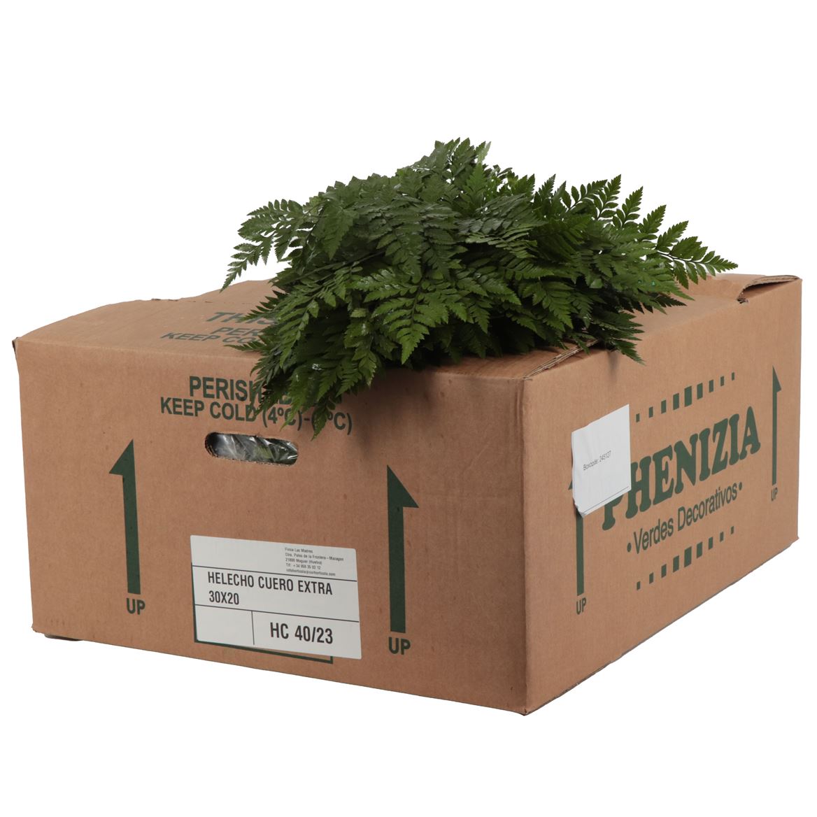 Leatherleaf Medium Spain