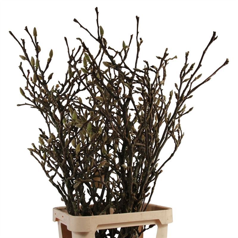 Magnolia Grandiflora 100cm