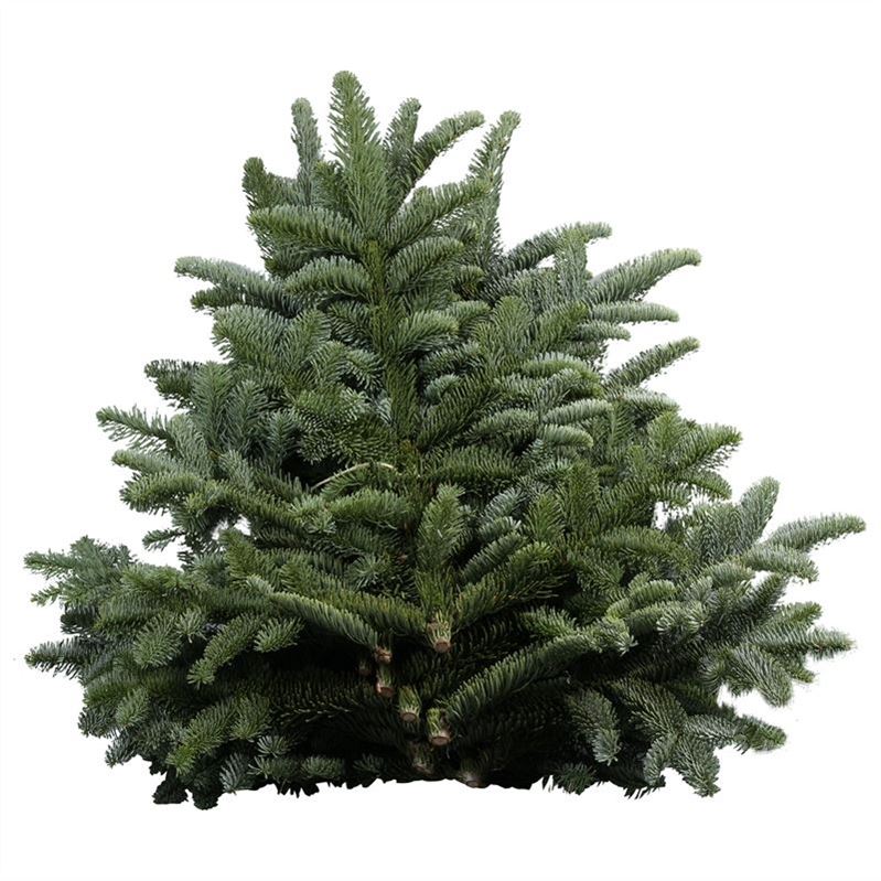 ABIES NOBILIS BLUE PER PACK