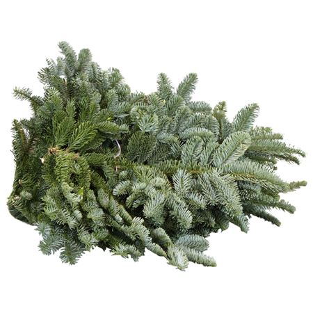 Abies Nobilis Blue Per Pack