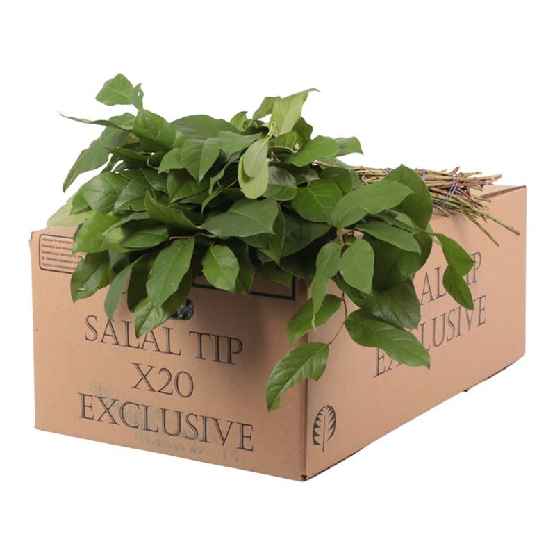 Cutgreens Salal Tips (GAULTHERIA)