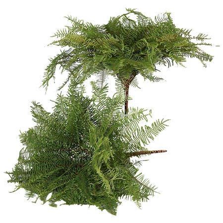 Gleichenia Coralfern