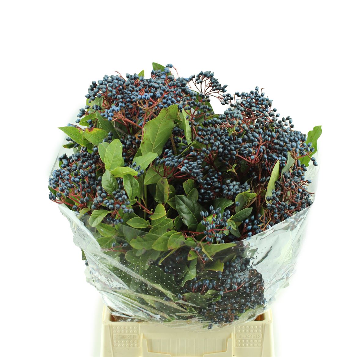 Viburnum Berry Bnch 250gram 50cm