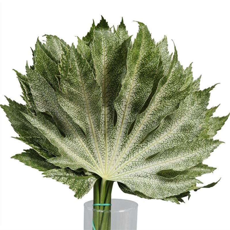 Fatsia Jap Varieg Bs 20cm
