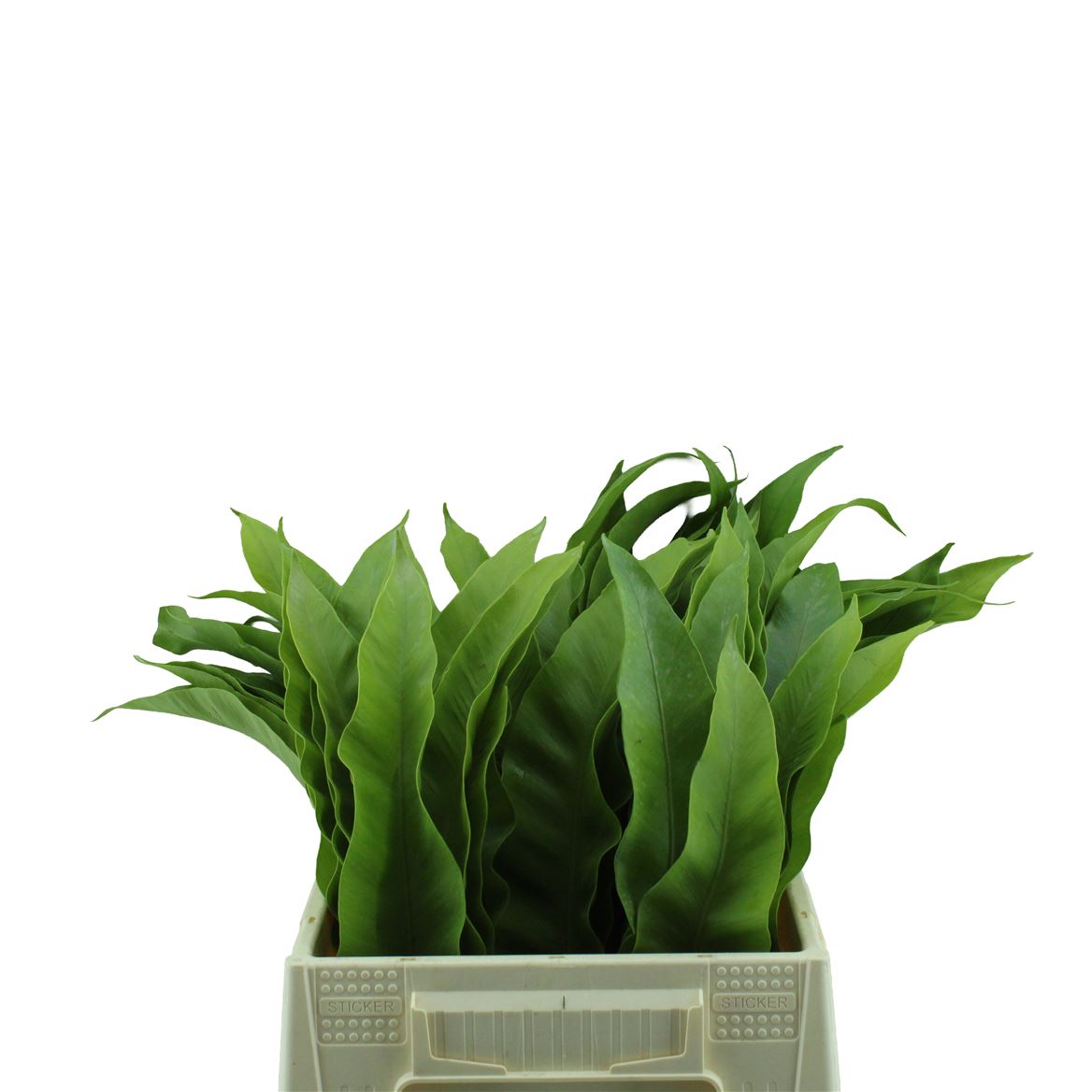 Green 45cm