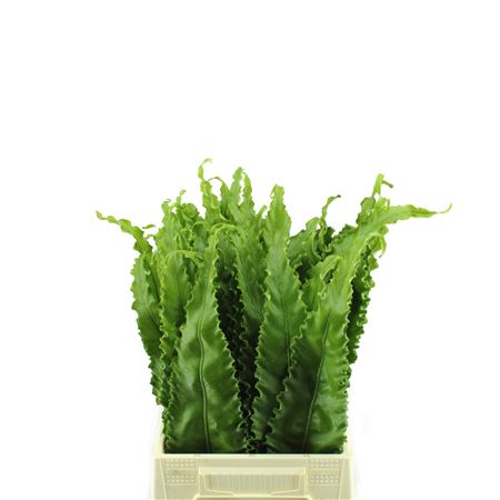 Asplenium Osaka OVZE