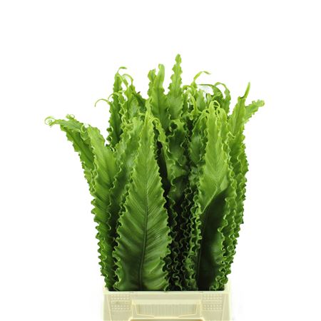 Asplenium Osaka OVZE