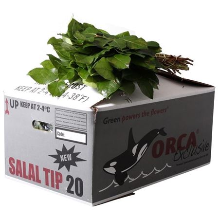 Cutgreens Salal Tips (GAULTHERIA)