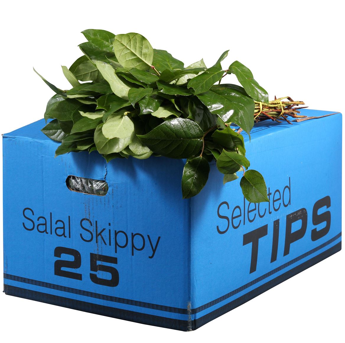 Cutgreens Salal Tips (GAULTHERIA)
