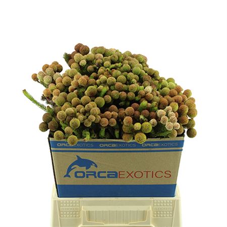 Kaaps Berzelia Galpinii