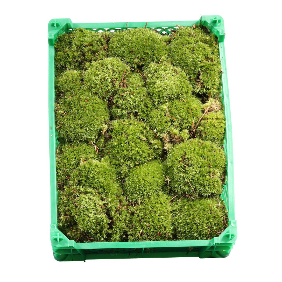 Sphagnum Flatmos
