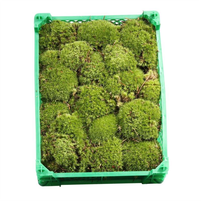 Sphagnum Flatmos