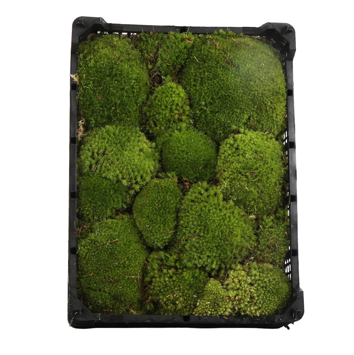Sphagnum Flatmos
