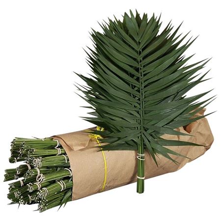 Chamaedorea Chicoblad Bs 30cm