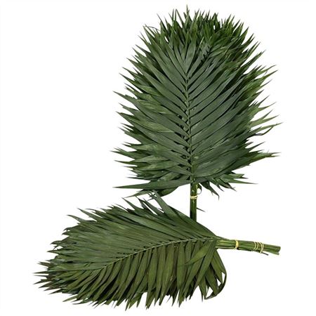 Chamaedorea Chicoblad Bs 50cm
