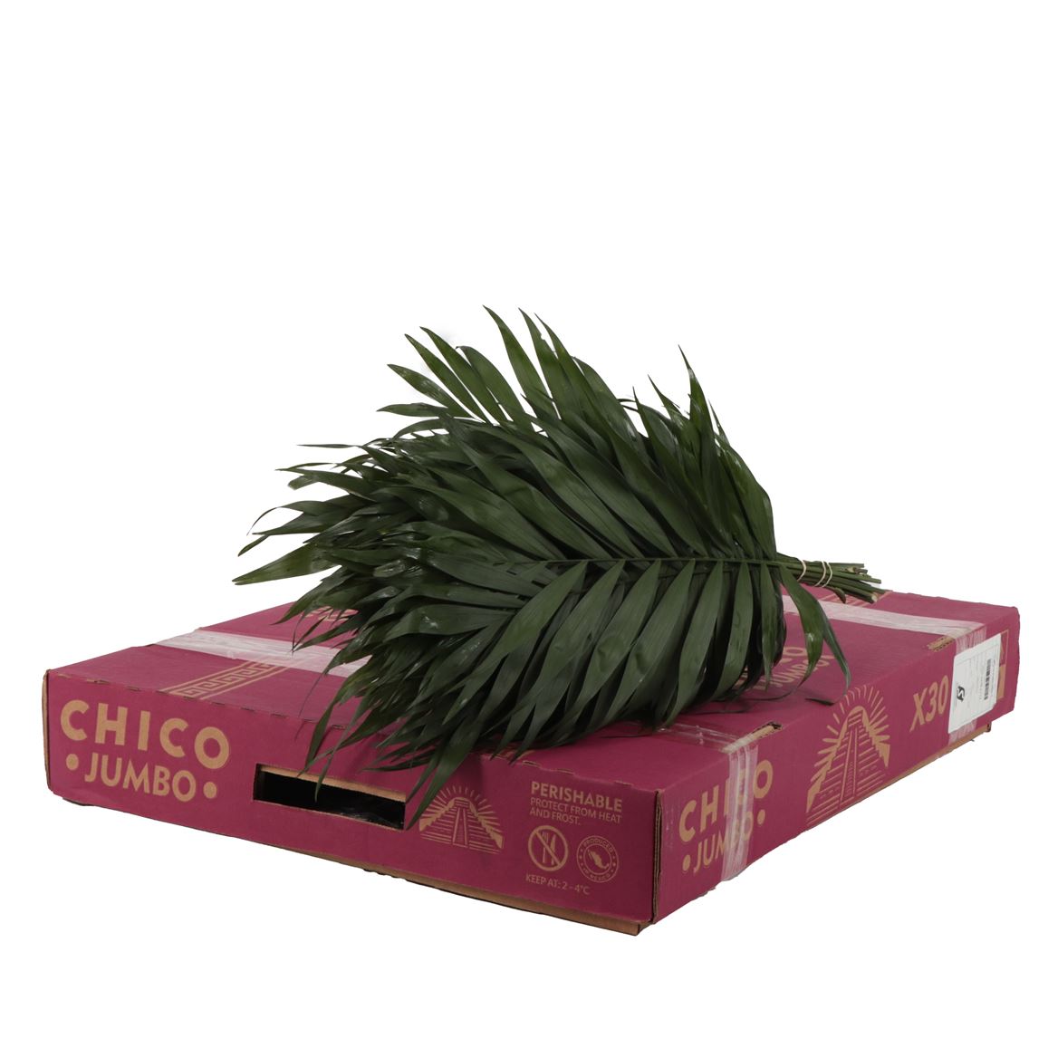 Chamaedorea Chicoblad Bs 45cm
