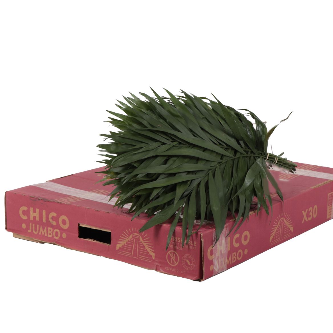Chamaedorea Chicoblad Bs 45cm