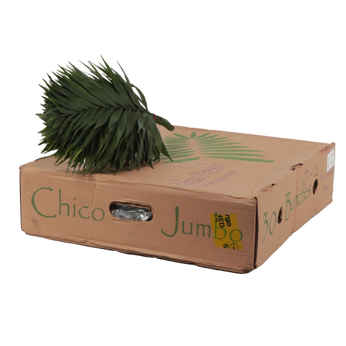 Chamaedorea Chicoblad Bs 45cm