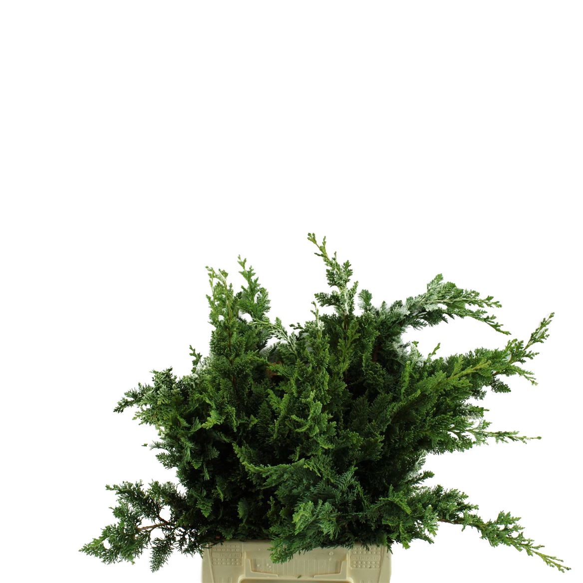 Chamaecyparis La Wisselii Bs 40cm