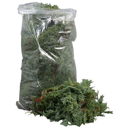 Chamaecyparis Squarrosa Pb 20cm 2000gram