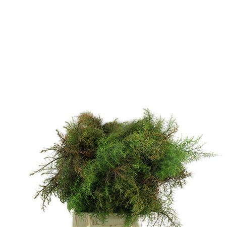 Conif.cryp. Rood OVHOL