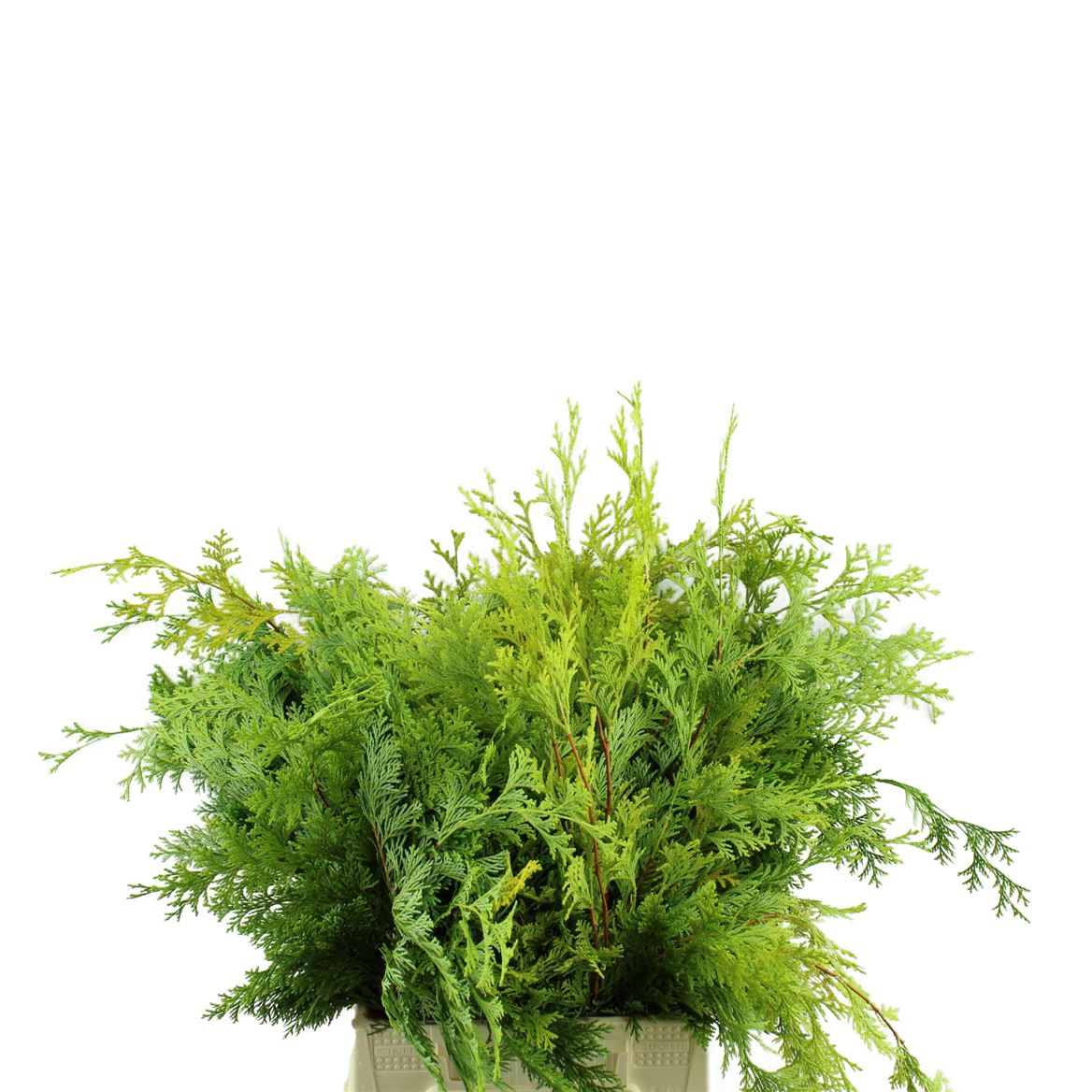 Chamaecyparis Ob Crippsii Bs 40cm