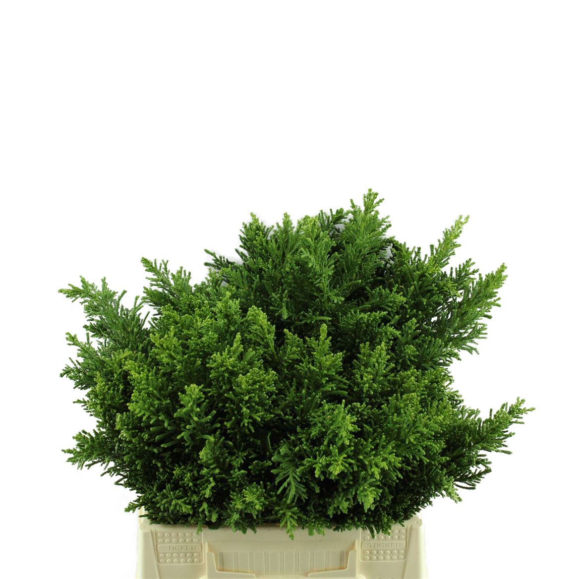Chamaecyparis Ob Crippsii Bs 40cm